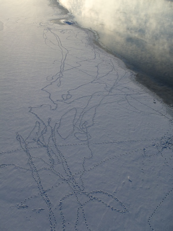 Animal tracks stitch the ice like the work of a drunken tailor.